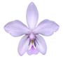 Imagem de Orquídea terrestre - Spathoglottis plicata rosa