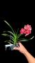 Imagem de Orquídea Vanda Adulta: Elegância Exclusiva para o Seu Lar