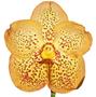 Imagem de Orquídea Vanda Amarela - Muda bem enraizada