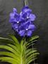 Imagem de Orquídea Vanda Azul