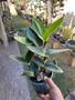 Imagem de Orquídea Waikiki Gold Planta Adulta Formada Foto Real Mudas
