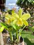 Imagem de Orquídea Waikiki Gold Planta Adulta Formada Foto Real Mudas