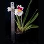 Imagem de Orquídeas Adultas Raras Miltonia Colômbianas O Amor Perfeito Linda Flor Decoração Ambientes Romântico