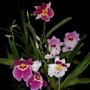 Imagem de Orquídeas Adultas Raras Miltonia Colômbianas O Amor Perfeito Linda Flor Decoração Ambientes Romântico