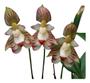 Imagem de Orquídeas Bulbophyllum Ambrosia