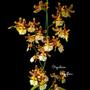 Imagem de Orquideas Dama Dançante Oncidium Sphacelatum Planta Adulta