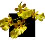 Imagem de Orquides Oncidium Orthostates