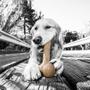 Imagem de Osso de Nylon Pet Qwerks Dinosaur Barkbone Bacon para Cachorro Dbb3