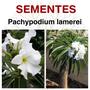 Imagem de Pachypodium lamerei - 10 sementes