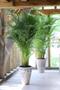Imagem de Palmeira areca para decoração sala ambiente lindo