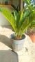 Imagem de Palmeira cycas sagu de jardim decoração paisagismo linda