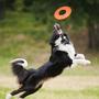 Imagem de Panfleto Frisbee Nerf Dog Atomic Laranja 25 cm