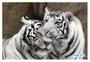 Imagem de Papel De Parede 3D Animais Casal Tigres Branco 3,5M Anm570