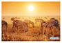 Imagem de Papel De Parede 3D Animais Zebras Safári Savana 3,5M Anm580