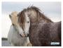 Imagem de Papel De Parede Animais Casal Cavalos Fenda 3,5M Anm310