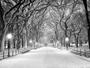 Imagem de Papel De Parede Cidade Central Park Inverno 6M² Ncd182