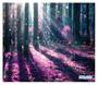 Imagem de Papel De Parede Floresta Encantada Árvore Luz 3,5M Xna222