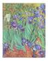 Imagem de Paperblanks Van Gogh's Irises Capa Dura Pautado 23x18cm