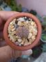 Imagem de Pedra viva- Lithops