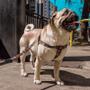 Imagem de Peitoral E Guia Para Cachorros - Tamanho Grande - Mexicana