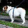 Imagem de Peitoral para cachorro NAVY - azul e branco - WALKIEDOG