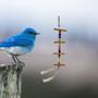 Imagem de Penduricalho mordedor Brinquedo Calopsita, Periquito, Ring Neck, Agapornis e aves em geral