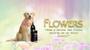 Imagem de Perfume Colonia Para Cães e Gatos Vanity Pet 500ml  FLOWERS    