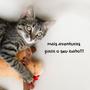 Imagem de Pet Clean Catnip Erva para Gatos Kit com 3 Atrativo para Gatinhos