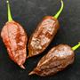 Imagem de Pimenta Bhut Jolokia Chocolate - 400mg De Sementes