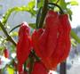 Imagem de Pimenta Bhut Jolokia Molho Macerada Pote 100ml Original
