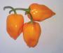 Imagem de Pimenta BRS Nandaia Habanero Laranja - 1gr de Sementes