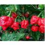 Imagem de Pimenta Carolina Reaper A + Forte Do Mundo Macerada 100Ml