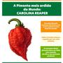 Imagem de Pimenta Carolina Reaper Azeite 100ml Nativa A mais Picante