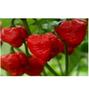 Imagem de Pimenta Trinidad Scorpion Macerada 100 Ml Pimenta Ardida