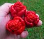 Imagem de Pimenta Trinidad Scorpion No Azeite 100ml A Mais Ardida