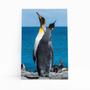 Imagem de Pinguins Animais Oceano Mar Paisagem Quadro Canvas 60X40Cm