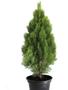 Imagem de Pinheiro Grande Verde Árvore De Natal Tuia Holandesa Luxo