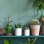 Imagem de Plant Pots d'Vine Dev, pacote com 12, mini plástico, 9 cm com pires brancos