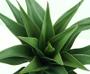 Imagem de Planta Agave 60cm Arvore Suculenta Artificial De Sala Verde