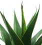 Imagem de Planta Agave 60cm Arvore Suculenta Artificial De Sala Verde