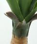 Imagem de Planta Artificial Agave Realista Toque Real Suculenta