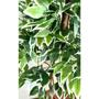 Imagem de Planta Artificial Árvore FICUS VARIEGATA 1,80 metros de altura