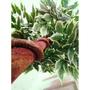 Imagem de Planta Artificial Árvore FICUS VARIEGATA 1,80 metros de altura