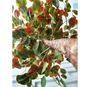 Imagem de Planta Artificial Árvore SCHEFFLERA BORDÔ com 1,60 metros de altura