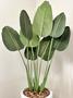 Imagem de Planta Artificial Bananeira Com Vaso Cone Polietileno Grande
