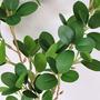 Imagem de Planta Artificial Buxus Microphylla 81X15X10Cm Haste Kit 3Pc