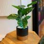 Imagem de Planta Artificial Decorativa Calathea