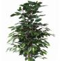 Imagem de Planta Artificial Ficus Just Home Collection