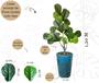 Imagem de Planta Artificial Ficus Lyrata Com Vaso Liso Polietileno