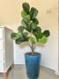 Imagem de Planta Artificial Ficus Lyrata Com Vaso Liso Polietileno